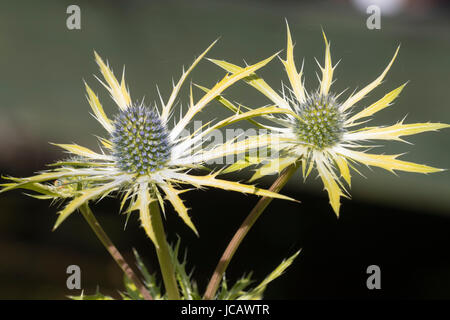 Spiky blue flower heads of the golden foliaged sea holly, Eryngium planum 'Neptune's Gold' Stock Photo