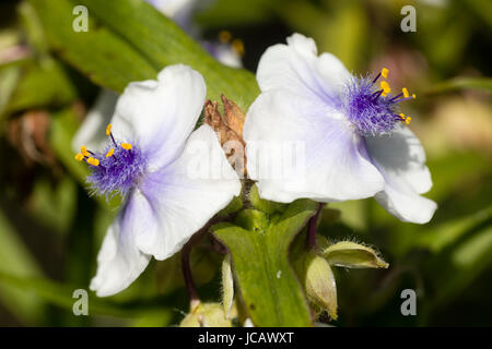 Blue centred white flowers of the perennial hardy spider wort, Tradescantia (Andersoniana Group) 'Osprey' Stock Photo