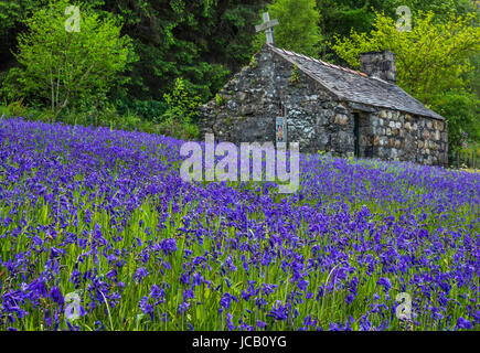 Bluebell fields at St John's Episcopal Church, Ballachulish in the Scottish Highlands Stock Photo