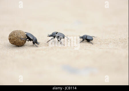 A group of dung beetle rolling dung Stock Photo