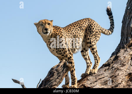 Cheetah looking out from tree Stock Photo