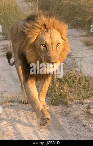 Closeup of lion walking Stock Photo