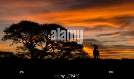 A Kudu antelope stands silhouetted against the sunset in Southern Africa Stock Photo