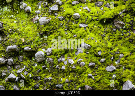 natural green moss and gray stone background Stock Photo