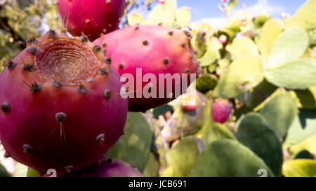 Prickly pears ripe on the plant. Stock Photo