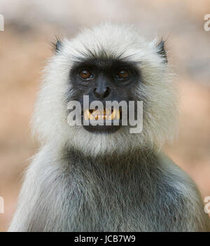 Portrait of Langur monkey. Close-up. India. National Park. Stock Photo
