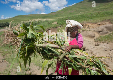 Woman carrying bundle of crops Semonkong Southern Highlands Lesotho Southern Africa Stock Photo