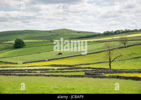 Tractor working in green fields near Litton village in the Peak District. View to Wardlow Cop on the skyline. Stock Photo