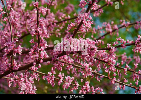 Eastern redbud (Cercis canadensis). State tree of Oklahoma Stock Photo