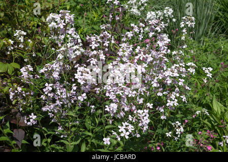 Hesperis matronalis (Dames's violet, Sweet rocket) flowering in an English country garden. Stock Photo