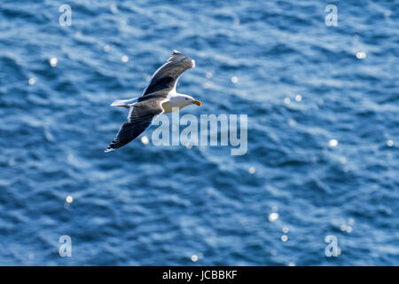 Lesser black-backed gull (Larus fuscus) in flight above sea water Stock Photo