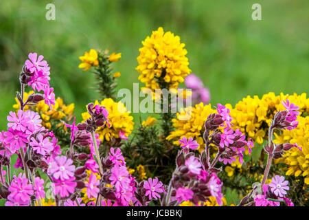 Red campion / red catchfly (Silene dioica / Melandrium rubrum / Lychnis diurna) and common gorse / furze / whin (Ulex europaeus) in flower in spring Stock Photo