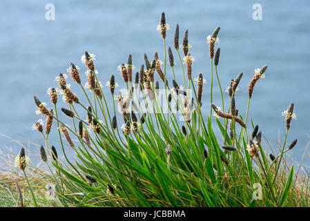 English plantain / narrowleaf plantain / ribwort plantain (Plantago lanceolata) in flower in spring