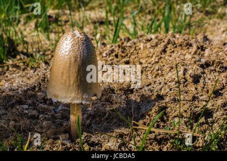 Closeup of a single wild mushroom growing on peat and grass Stock Photo
