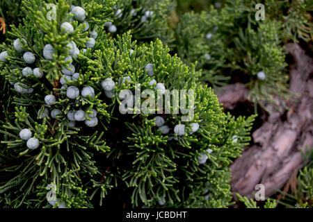 Close up of juniper berries on a juniper bush Stock Photo