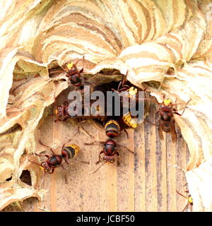 wasps