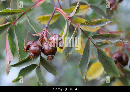 Early stage rose hips of Rosa glauca Stock Photo