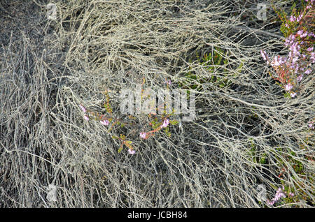 picture of flowering heathers autumn Stock Photo