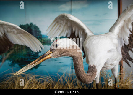 A large crane bird exhibited in Kushiro City, prefecture, Hokkaido, Japan.. Stock Photo