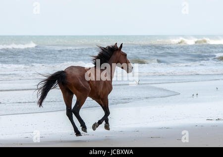 Wild Colonial Spanish Mustangs on the dunes and beach in northern Currituck Outer Banks Stock Photo