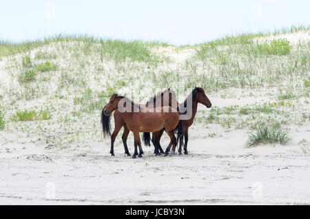 Wild Colonial Spanish Mustangs on the dunes and beach in northern Currituck Outer Banks Stock Photo
