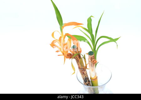 Dying Lucky bamboo or known as Dracaena braunii, Dracaena sanderiana growing in water with roots isolated against white background Stock Photo