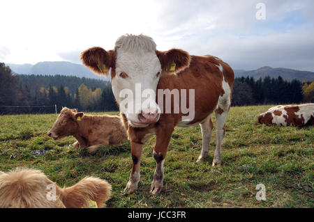 kuh, tier, nutztier, haustier, weide, milch, rind, rindvieh, milchkuh ...