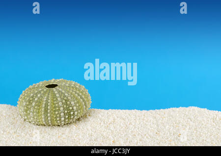 Two green sea urchin shells on white sand with blue background. Urchins, also sea hedgehogs, with globular endoskeleton, called test. Stock Photo
