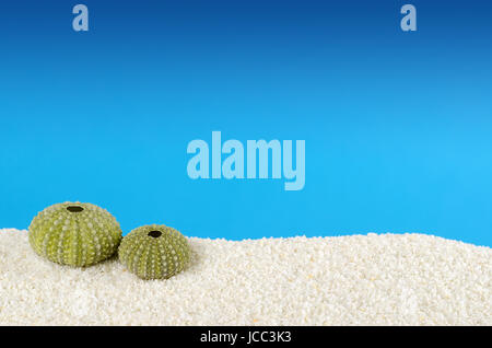 Green sea urchin shell on white sand with blue background. Urchin, also sea hedgehog, with globular endoskeleton, called test. Psammechinus miliaris. Stock Photo