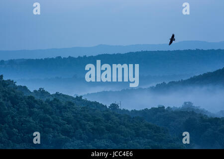 Bald eagle flys over morning mist forming in the mountains. Stock Photo