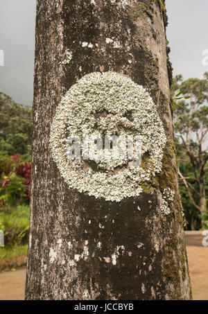 Lichens and moss on tree trunk Stock Photo