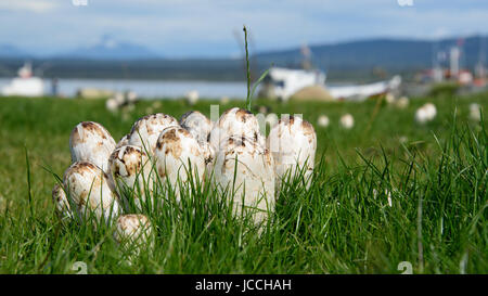 Fungus / mushrooms growing in the grass in Chile Stock Photo