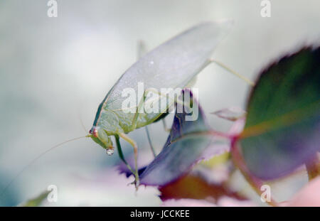 Insects in the family Tettigoniidae are commonly called katydids or ...