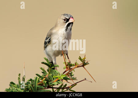 Scaly-feathered finch (Sporopipes squamifrons) perched on a branch, Kalahari, South Africa Stock Photo