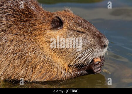 Portrait of a Coipo or Nutria (Myocastor coypus) feeding, South America Stock Photo