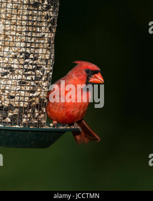 Male Cardinal on feeder. Stock Photo