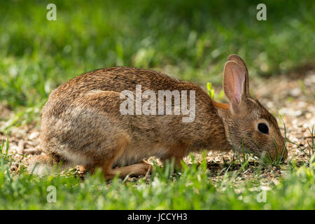 Eastern Cottontail Rabbit foraging around tree. Stock Photo