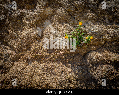 Diplacus auranticus or mimulus auranticus.  Sticky monkey flower blooming growing out of rock face.  Seen on trail to Montara Peak, McNee Ranch State  Stock Photo