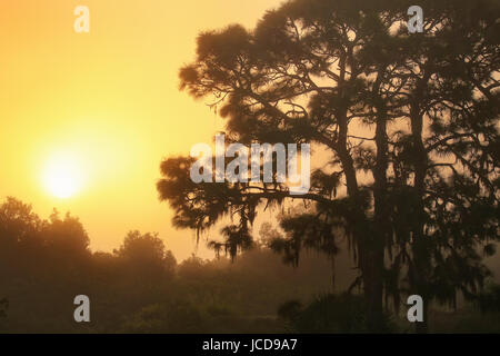 Sunrise on a foggy morning at Corkscrew Swamp Sanctuary in Florida Stock Photo
