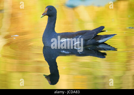 Common moorhen (Gallinula chloropus) swimming) swimming Stock Photo