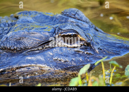Portrait of Alligator (Alligator mississippiensis) floating in water Stock Photo