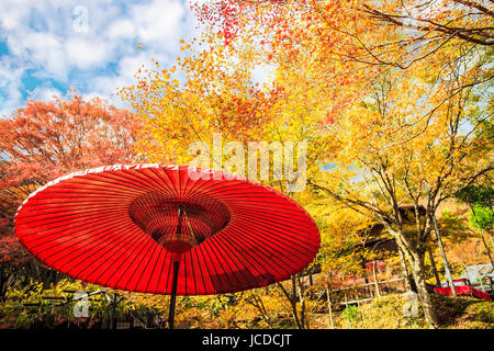 Kyoto, Jpana - November 20, 2013: Red leaves of the maple in autumn for adv or others purpose use Stock Photo