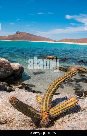 Mexican National Park Isla Espiritu Santo, La Paz Baja California Sur. Stock Photo