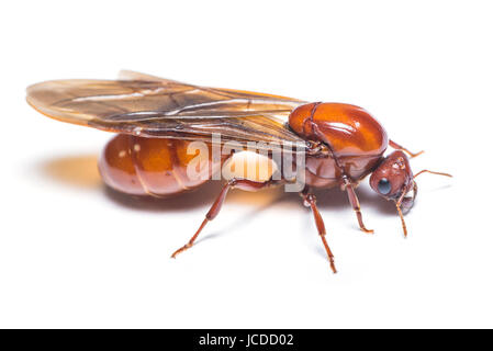 Subterranean ant isolated on white background Stock Photo - Alamy