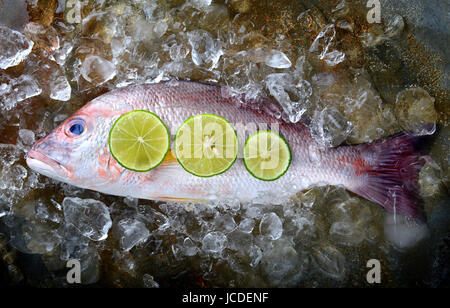 Fresh red snapper fish from fishery market frozen in ice piece. Stock Photo