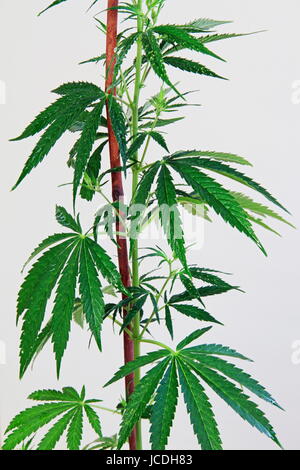 Cannanbis plant on an isolated background Stock Photo