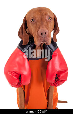dog with a pair of boxig gloves having a sad expression isolated on white background Stock Photo