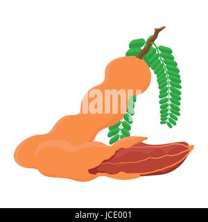 Tamarind flat design, Tamarind  isolated on white background. vector illustration. Stock Vector
