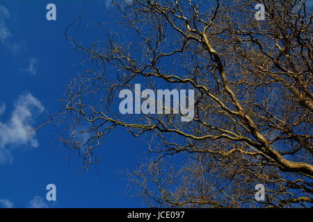 cold branches Stock Photo