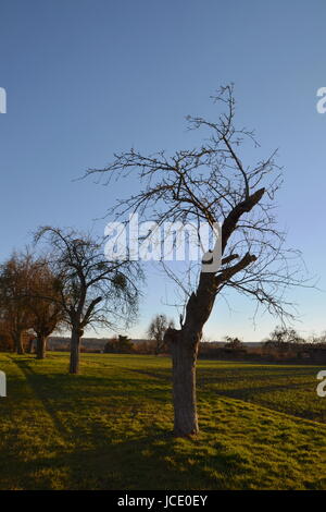 steuobstwise in winter Stock Photo